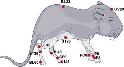 Relationship between acupuncture and transient receptor potential vanilloid: Current and future directions